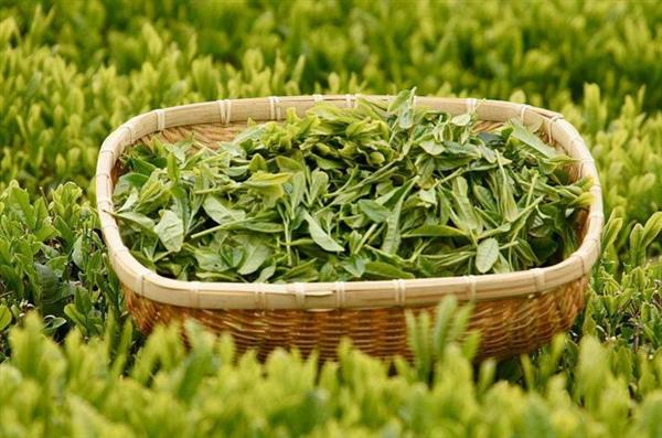 想做評(píng)茶師？那你應(yīng)該來石家莊聞達(dá)職業(yè)技能培訓(xùn)學(xué)校學(xué)學(xué)了